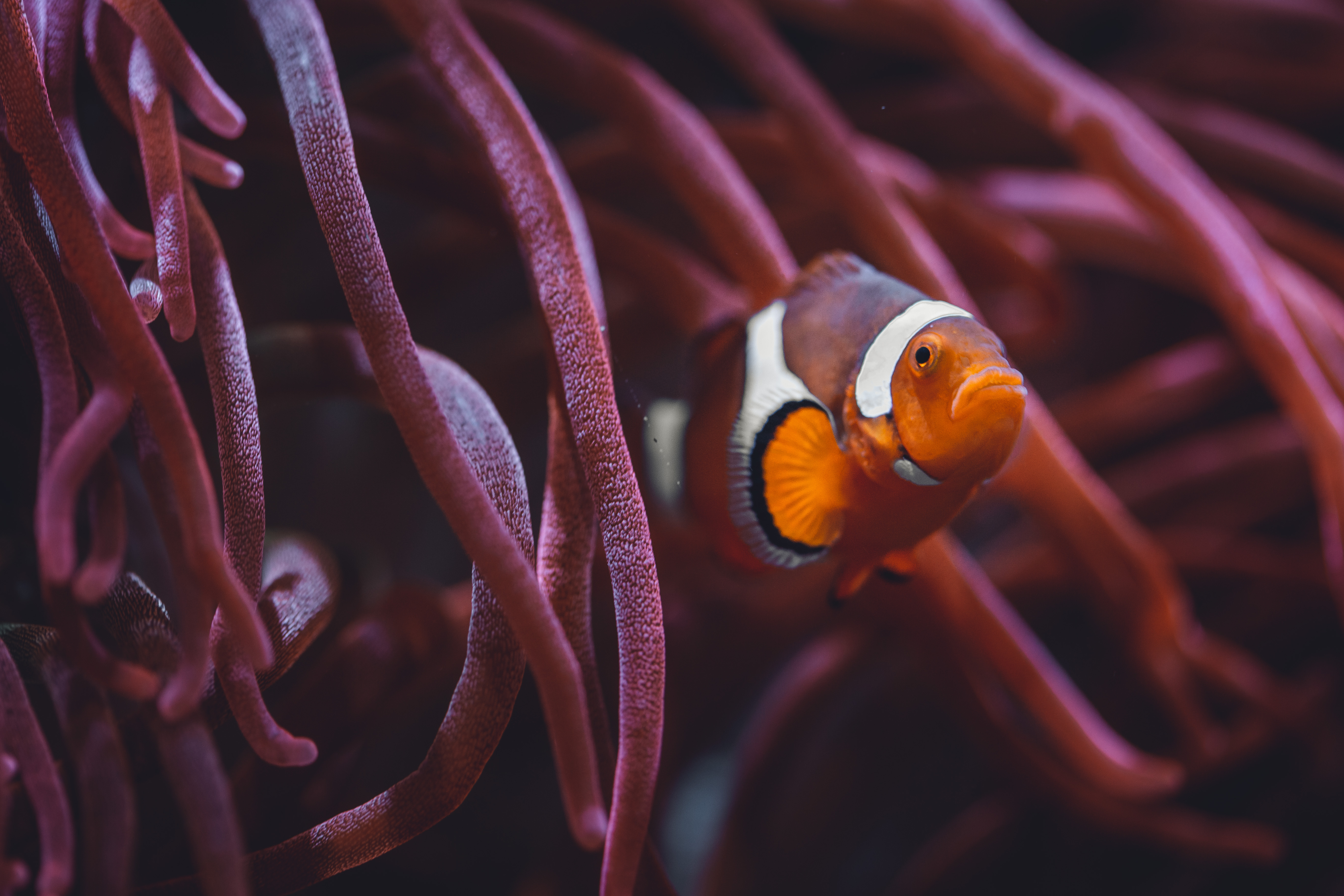 Image for the Point of Interest Toledo Zoo & Aquarium